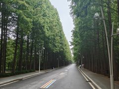 -日照海滨国家森林公园