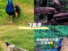 -云南野生动物园