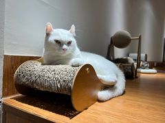 -有猫主题·治愈系猫咖(曾厝垵店)