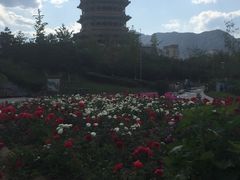 -永定河休闲森林公园