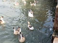 -溱湖国家湿地公园