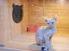 -猫十亿·布偶金渐层·曼基康矮脚猫舍(青年路店)