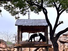 -上海野生动物园