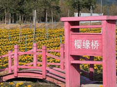 -天适樱花悠乐园