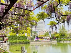 -嘉定紫藤园
