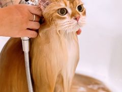 -momokira米努特·德文卷毛猫·棉花面纱犬