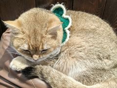 -逗柴咖啡屋·狗咖猫咖宠物桌游