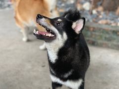 -柴犬高等学院·狗咖·柴犬售卖·宠物训练