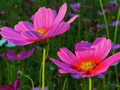 -海心沙亚运公园