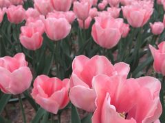 -洛阳郁金香牡丹园