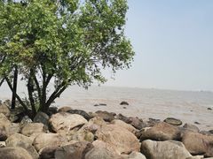 -上海吴淞炮台湾国家湿地公园
