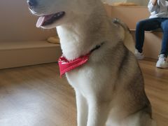 -Husky Go! 哈士奇体验馆·宠物咖啡厅狗咖