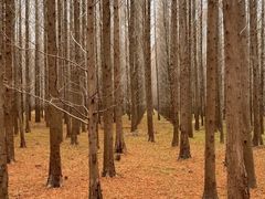 -黄海国家森林公园