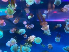 -左海海底世界