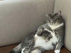 -MOCHA明星猫咖(田子坊店)