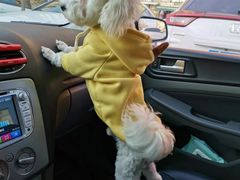 -宠爱国际动物医院· 猫科· 外科·中兽医(长白店)