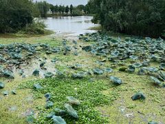 -梁鸿国家湿地公园