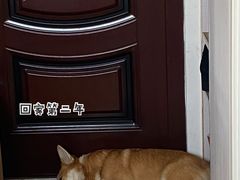 -翊宠yipet猫狗购宠庄园犬舍•猫舍