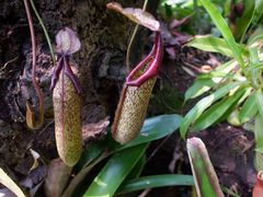 -中国科学院西双版纳热带植物园
