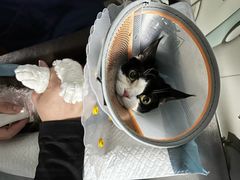 -纳吉亚猫专科动物医院博雅分院