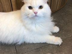 -飞行喵MR PILOT|猫舍·猫咖(静安大融城店)