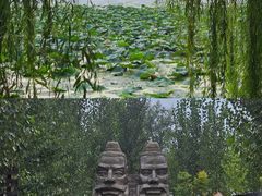 -黄河故道国家森林公园