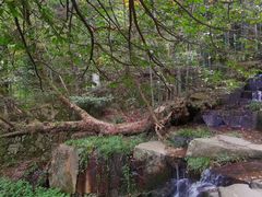 -莫干山风景区
