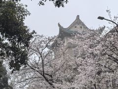 -武汉大学-樱园
