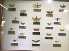 -上海昆虫博物馆