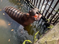 -海南热带野生动植物园