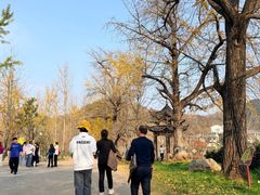 -千年银杏谷文化旅游区