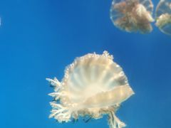 -海合安武汉极地海洋公园