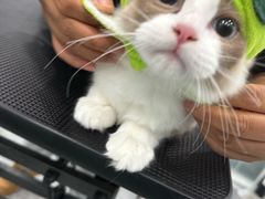 -爱洗澡的猫(望京店)