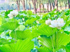 -莲花池公园