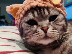 -中农大我爱我爱24h动物医院·中医针灸·猫专科·骨科医疗中心(双井店)