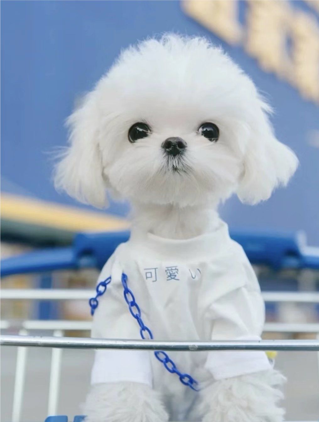 天使狗狗来咯,小马尔济斯是在小雁塔旁边一