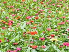 -黑龙江省森林植物园