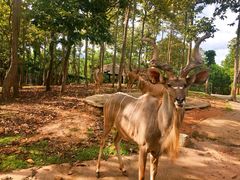 -清迈夜间动物园