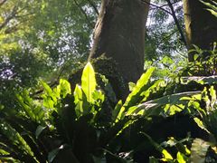 -深圳仙湖植物园
