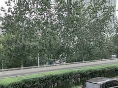 -三里屯东五街银杏大道