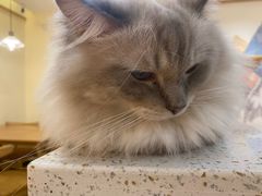 -滚猫咖啡·猫咖·猫友好撸猫(未来城店)