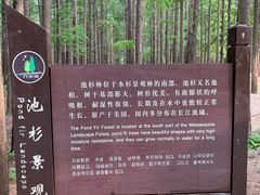 -日照海滨国家森林公园