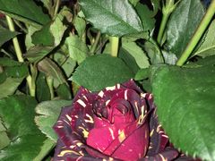 -花·fleur古董西餐厅(西城夜未央店)