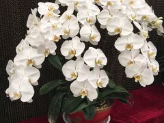 -兰陵国家农业公园