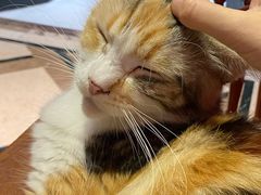 -猫色咖啡·猫咖