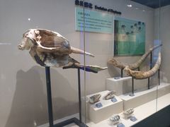 -安徽省地质博物馆