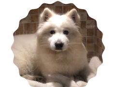 -汪小喵宠物·戴维斯乐芳希施宠馨宝皮毛调理洗护店