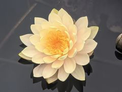 -三水森林公园