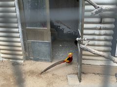 -石家庄市动物园