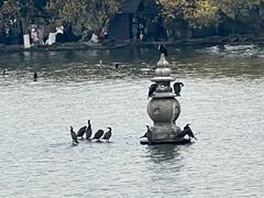 -西湖游船